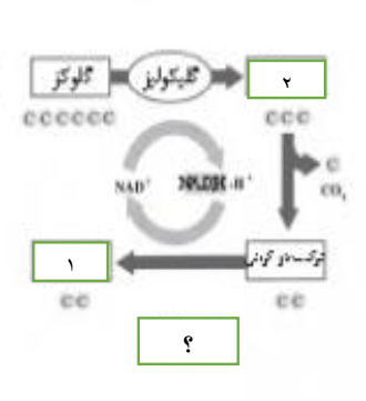 دریافت سوال 12