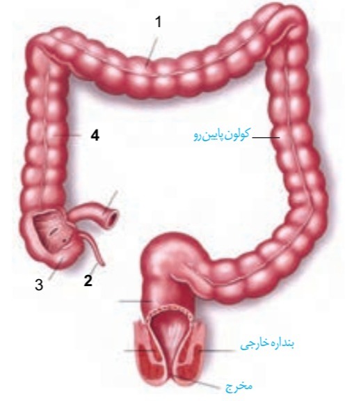 دریافت سوال 31